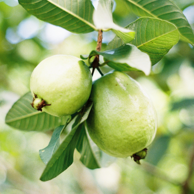 Guava Fruit Plant